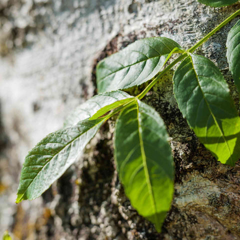 ASH TREE CLOSE VIEW