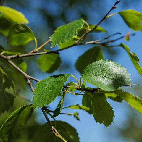 THE BRANCH OF LEAVES OF SILVER BIRCH