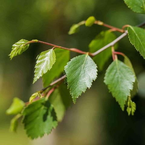 THE LEAVES OF SILVER BIRCH